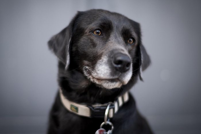 Amy, der Bürohund von Lattmann